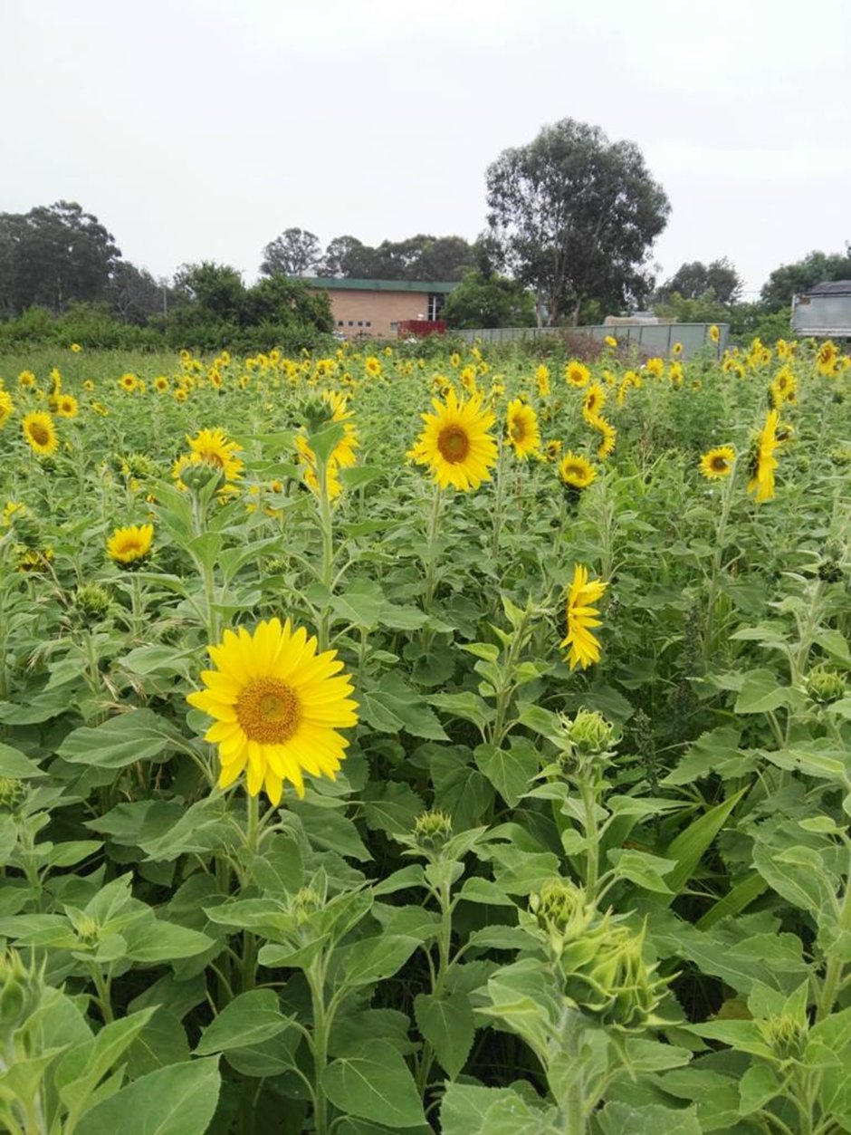 Honey - 100% Australian